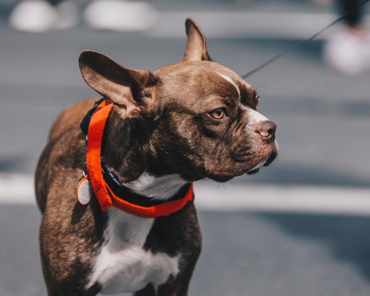 Pet Tags, Collars & Leashes - This & That Solutions - Personalized Gifts & Custom Home Decor