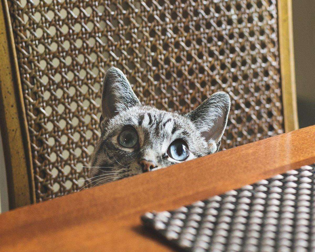 Pet Feeding - This & That Solutions - Personalized Gifts & Custom Home Decor