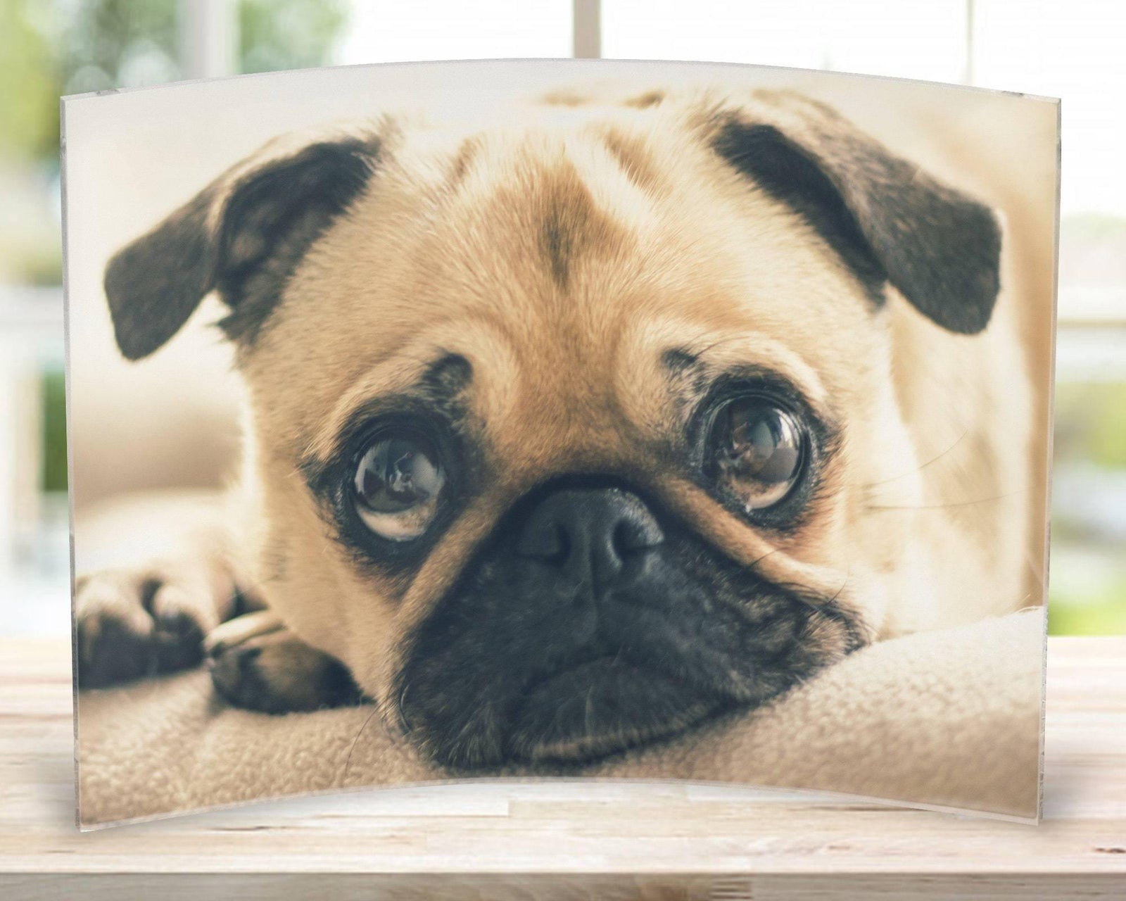 Custom Photo Gifts | Acrylic Photo Panels | Custom Pet Photo - This & That Solutions - Custom Photo Gifts | Acrylic Photo Panels | Custom Pet Photo - Personalized Gifts & Custom Home Decor