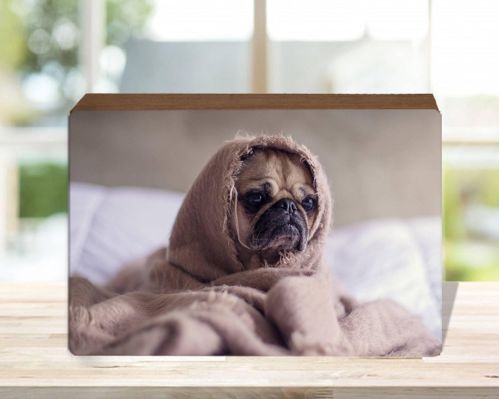 Custom Photo ShoutBox | Personalized Home Décor | Pet Photo - This & That Solutions - Custom Photo ShoutBox | Personalized Home Décor | Pet Photo - Personalized Gifts & Custom Home Decor